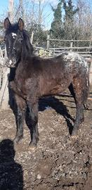 Appaloosa