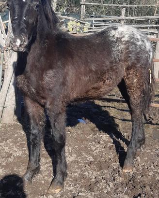 Appaloosa