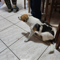 Cagnolina di piccola taglia