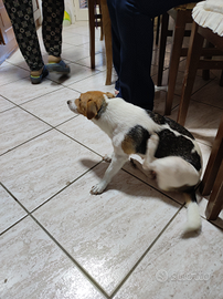 Cagnolina di piccola taglia