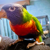 Lori arcobaleno allevati