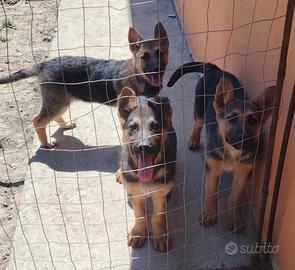 Cuccioli di pastore tedesco