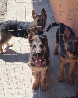 Cuccioli di pastore tedesco