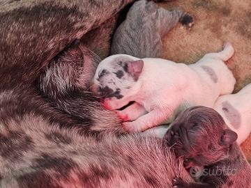 Bulldog francese merlè