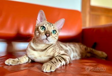 Bengala riproduzione maschio