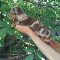 Bassotto arlecchino cioccolato cuccioli