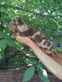 Bassotto arlecchino cioccolato cuccioli