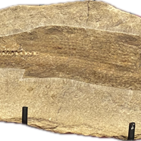 Pesce fossile in nodulo
