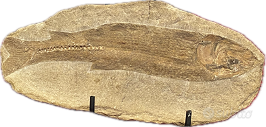Pesce fossile in nodulo