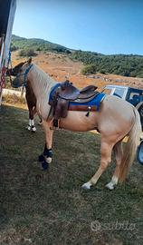 Quarter Horse palomino