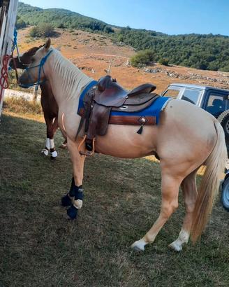 Quarter Horse palomino