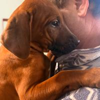 KALA e SITA Cucciole di razza Rhodesian Ridgeback