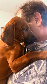 KALA e SITA Cucciole di razza Rhodesian Ridgeback