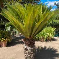 Cycas