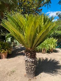 Cycas