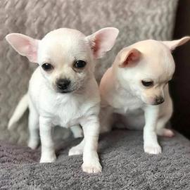 Chihuahua mini toy bianchi