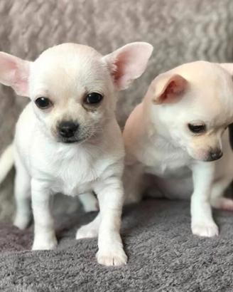 Chihuahua mini toy bianchi