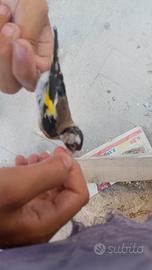 uccelli 