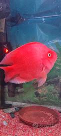 pesce pappagallo super red Blood  XL