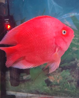 pesce pappagallo super red Blood  XL