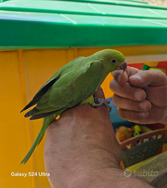 Pulli di parroccetto del colare