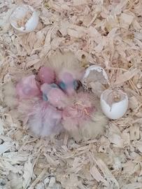 CALOPSITE, piccoli pulli da IMBECCO