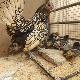 Trio o Coppia Sebrigth ,pulci i moroseta