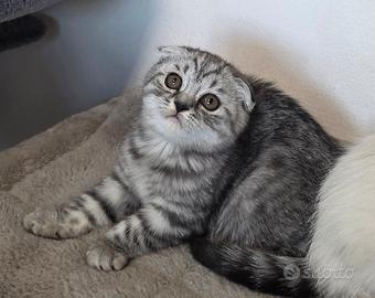 Gattini Scottish fold e straight femmine