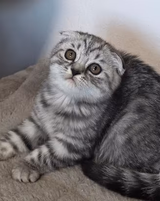 Gattini Scottish fold e straight femmine