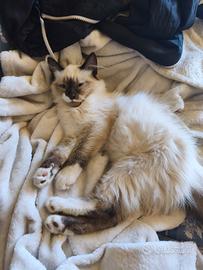 Gattino Tortie Point sacro di Birmania