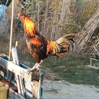 Gallo ornamentale 6 mesi