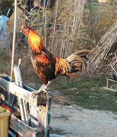 Gallo ornamentale 6 mesi