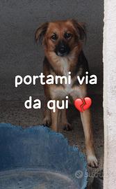 FRECCIA 4 ANNI 12 kg circa