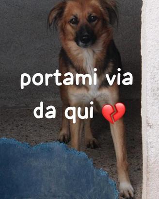 FRECCIA 4 ANNI 12 kg circa