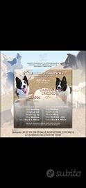 Cucciolata BORDER COLLIE