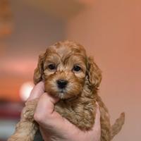 Piccolissima barboncina toy Red