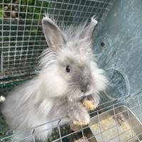 Coniglio incrocio angora