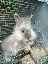 Coniglio incrocio angora