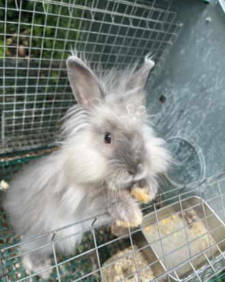 Coniglio incrocio angora