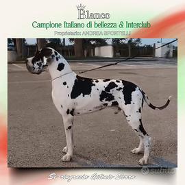 Cucciolo maschio nero alta genealogia