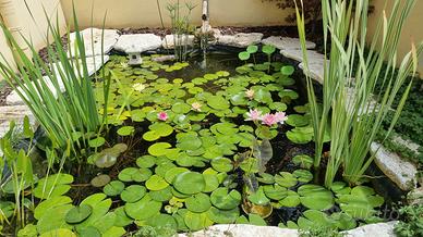ninfee rustiche e piante acquatiche