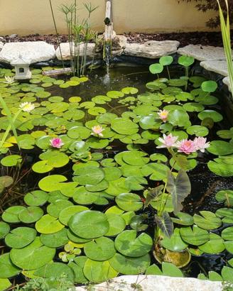 ninfee rustiche e piante acquatiche
