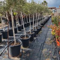 ALBERI LECCINO 4/7 ANNI