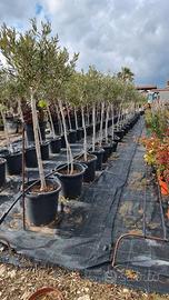 ALBERI LECCINO 4/7 ANNI