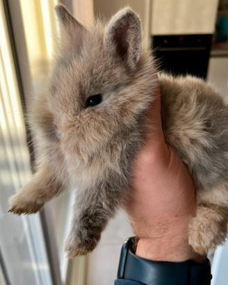 Coniglio nano testa di leone