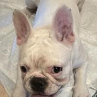 Bouledogue Francese
