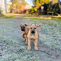 American pit bull terrier