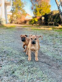 American pit bull terrier