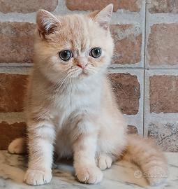 British Shorthair (simile) Maschio Cream Tabby Blo