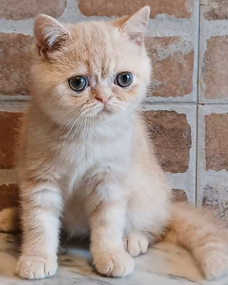 British Shorthair (simile) Maschio Cream Tabby Blo